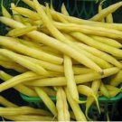 Bush Beans Yellow Wax Bean 8 PCS Seeds Bush Beans Yellow Wax Bean 8 PCS Seeds