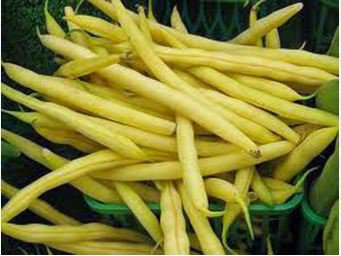 Bush Beans Yellow Wax Bean 8 PCS Seeds