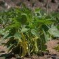 Bush Beans Yellow Wax Bean 8 PCS Seeds