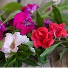 Busy Lizzie Balsam Perennial Flower 20 PCS Seeds