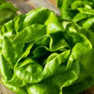 Buttercrunch Lettuce 20 PCS Seeds