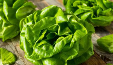 Buttercrunch Lettuce 20 PCS Seeds