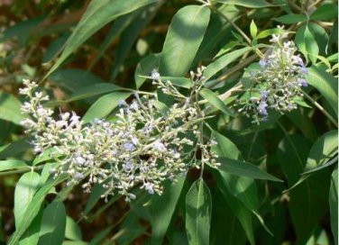 Buy Vitex Negundo Tree Semente 100 PCS Seeds
