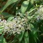 Buy Vitex Negundo Tree Semente 100 PCS Seeds