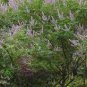Buy Vitex Negundo Tree Semente 100 PCS Seeds