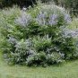Buy Vitex Negundo Tree Semente 100 PCS Seeds