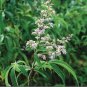 Buy Vitex Negundo Tree Semente 100 PCS Seeds