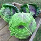 Cabbage January King 150 PCS Seeds