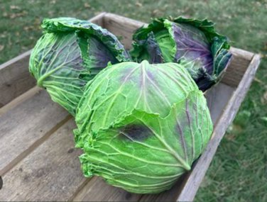Cabbage January King 150 PCS Seeds