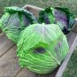 Cabbage January King 150 PCS Seeds