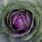 Cabbage January King 150 PCS Seeds