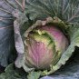Cabbage January King 150 PCS Seeds