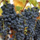 Cabernet Sauvignon Grape Hardy Plant 100 PCS Seeds