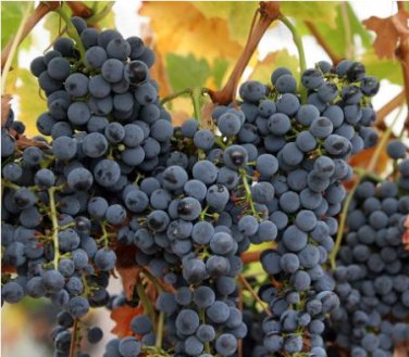 Cabernet Sauvignon Grape Hardy Plant 100 PCS Seeds