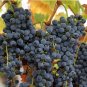 Cabernet Sauvignon Grape Hardy Plant 100 PCS Seeds