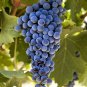 Cabernet Sauvignon Grape Hardy Plant 100 PCS Seeds