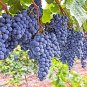Cabernet Sauvignon Grape Hardy Plant 100 PCS Seeds
