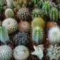 Cacti Cactus Crown Mix 10 PCS Seeds