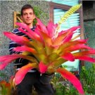 Cactus Bromeliad 20 PCS Seeds