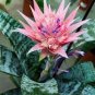 Cactus Bromeliad 20 PCS Seeds