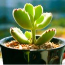 Cactus Bromeliad Succulent Rare Colorful Flower Bonsai Courtyard 100 PCS Seeds
