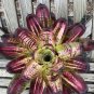 Cactus Bromeliad Succulent Rare Colorful Flower Bonsai Courtyard 100 PCS Seeds