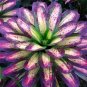 Cactus Bromeliad Succulent Rare Colorful Flower Bonsai Courtyard 100 PCS Seeds
