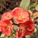 Cactus Euphorbia Milii Flower Outdoor & Indoor Garden Cheap 300 PCS Seeds