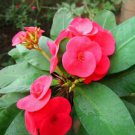 Cactus Euphorbia Milii Seeds New Rare Flower Plants 100 PCS Seeds Cactus Euphorbia Milii Seeds New Rare Flower Plants 100 PCS Seeds