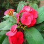 Cactus Euphorbia Milii Seeds New Rare Flower Plants 100 PCS Seeds