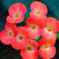 Cactus Euphorbia Milii Seeds New Rare Flower Plants 100 PCS Seeds