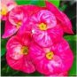 Cactus Euphorbia Milii Seeds New Rare Flower Plants 100 PCS Seeds