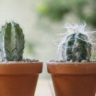 Cactus Indoor Outdoor Planting available 10 PCS Seeds Cactus Indoor Outdoor Planting available 10 PCS Seeds