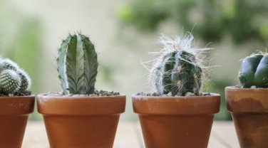 Cactus Indoor Outdoor Planting available 10 PCS Seeds