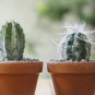 Cactus Indoor Outdoor Planting available 10 PCS Seeds