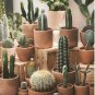 Cactus Indoor Outdoor Planting available 10 PCS Seeds
