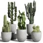 Cactus Indoor Outdoor Planting available 10 PCS Seeds