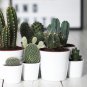 Cactus Indoor Outdoor Planting available 10 PCS Seeds