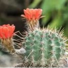Cactus Lobivia Peruviana Hendriksenianus 25 PCS Seeds