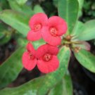 Cactus Euphorbia Milli Bonsai New Rare Flower Plants 100 PCS Seeds