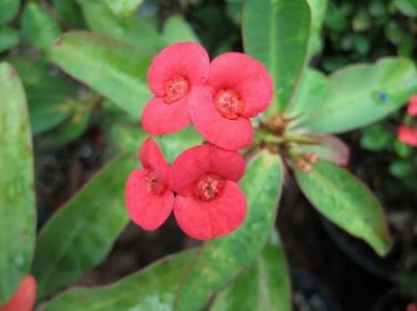 Cactus Euphorbia Milli Bonsai New Rare Flower Plants 100 PCS Seeds