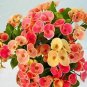Cactus Euphorbia Milli Bonsai New Rare Flower Plants 100 PCS Seeds
