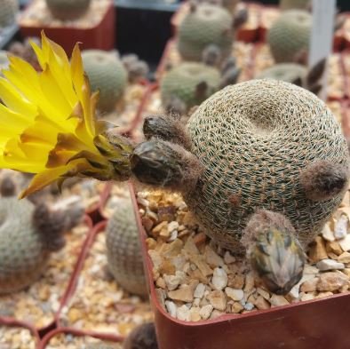 AGROBITS 100pcs / Lot Cactus Rebutia Variety Mix Di Fioritura Esotica - Foto 3