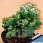 Cactus Rebutia Variety Flowering Color Cacti Rare Cactus Plant 100 PCS Seeds