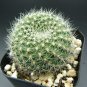 Cactus Rebutia Variety Flowering Color Cacti Rare Cactus Plant 100 PCS Seeds