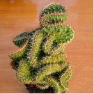 cactus Rebutia variety flowering color mini plant succulent 10 PCS Seeds cactus Rebutia variety flowering color mini plant succulent 10 PCS Seeds