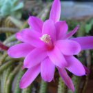Cactus Seeds Pink Flowers 50 PCS Seeds