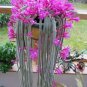 Cactus Seeds Pink Flowers 50 PCS Seeds