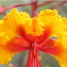 Caesalpinia Pulcherrima 30 PCS Seeds