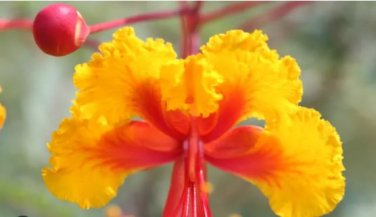 Caesalpinia Pulcherrima 30 PCS Seeds